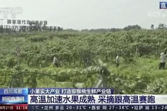 央視新聞中的天然蕓苔素、生物農(nóng)藥助力綠色農(nóng)業(yè)、品牌農(nóng)產(chǎn)品更有價(jià)值