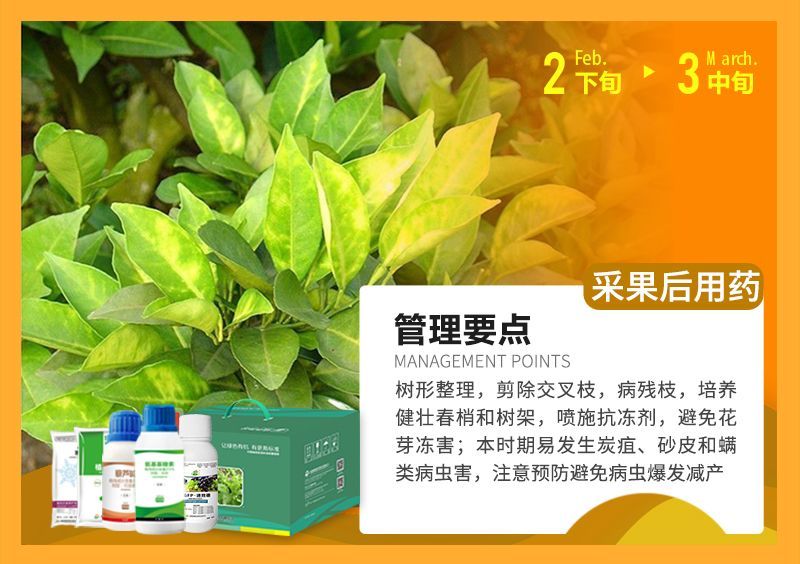 樹形整理，剪除交叉枝，病殘枝，培養(yǎng)健壯春梢和樹架，噴施抗凍劑，避免花芽凍害;本時(shí)期易發(fā)生炭疽、砂皮和端類病蟲害，注意預(yù)防避免病蟲爆發(fā)減產(chǎn) 