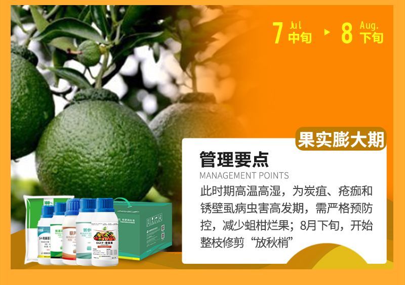 此時(shí)期高溫高濕，為炭疽、瘡癡和銹壁虱病蟲(chóng)害高發(fā)期，需嚴(yán)格預(yù)防控，減少蛆柑爛果;8月下旬，開(kāi)始整枝修剪“放秋梢”