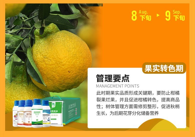 此時(shí)期果實(shí)品質(zhì)形成關(guān)鍵期，要防止柑橘裂果爛果，并且促進(jìn)柑橘轉(zhuǎn)色，提高商品性;樹體管理方面需修剪整形，促進(jìn)秋梢生長(zhǎng)，為后期花芽分化儲(chǔ)備營養(yǎng)
