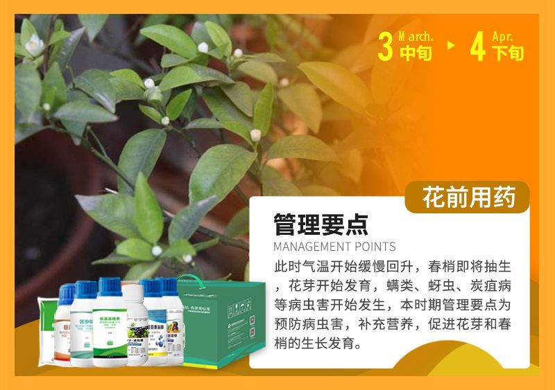 此時氣溫開始緩慢回升，春梢即將抽生花芽開始發(fā)育，蠕類、蚜蟲、炭疽病等病蟲害開始發(fā)生，本時期管理要點為預(yù)防病蟲害，補充營養(yǎng)，促進(jìn)花芽和春梢的生長發(fā)育。