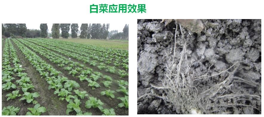氨基寡糖素 - 植物的免疫衛(wèi)士，根結(jié)線蟲的克星