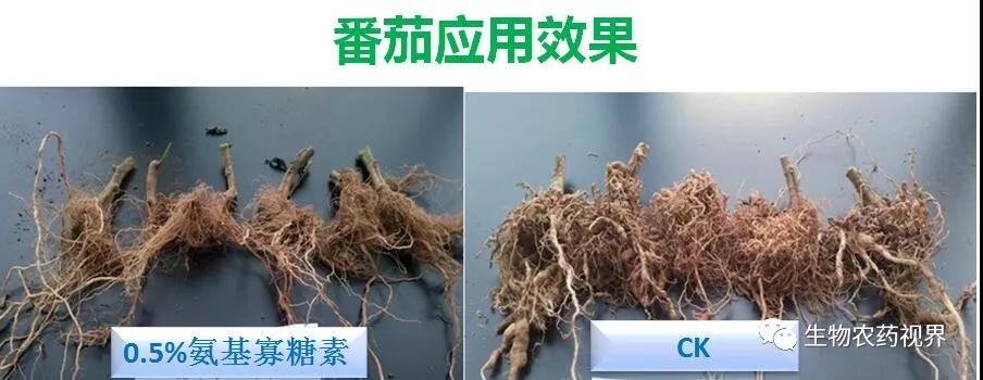 氨基寡糖素 - 植物的免疫衛(wèi)士，根結(jié)線蟲的克星