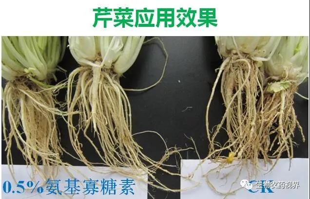 氨基寡糖素 - 植物的免疫衛(wèi)士，根結(jié)線蟲的克星