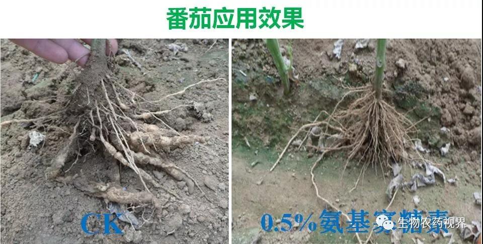 氨基寡糖素 - 植物的免疫衛(wèi)士，根結(jié)線蟲的克星