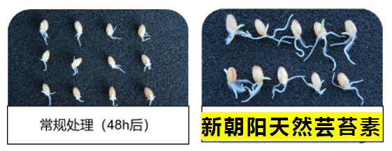 小麥拌種選新朝陽天然蕓苔素，讓小麥高產贏在起跑線上?。ㄐ←溤谑裁磿r候用蕓苔素效果最佳）