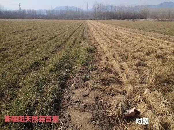 小麥拌種選新朝陽天然蕓苔素，讓小麥高產贏在起跑線上?。ㄐ←溤谑裁磿r候用蕓苔素效果最佳）