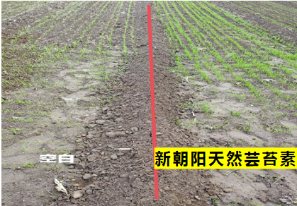 小麥拌種選新朝陽天然蕓苔素，讓小麥高產贏在起跑線上?。ㄐ←溤谑裁磿r候用蕓苔素效果最佳）